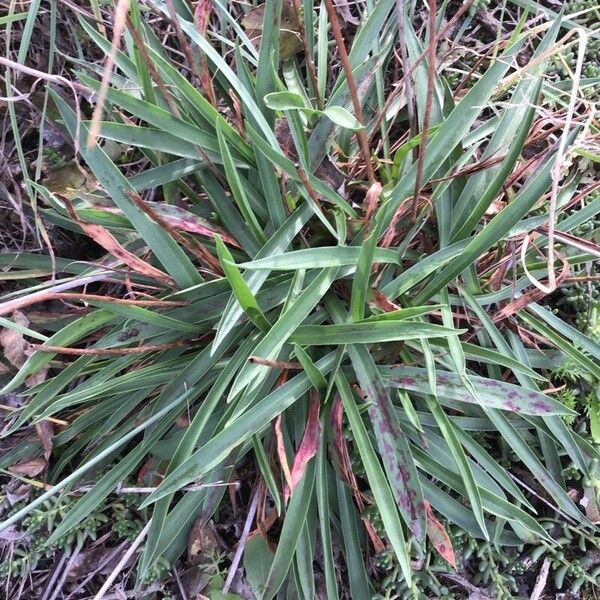 Armeria arenaria Лист