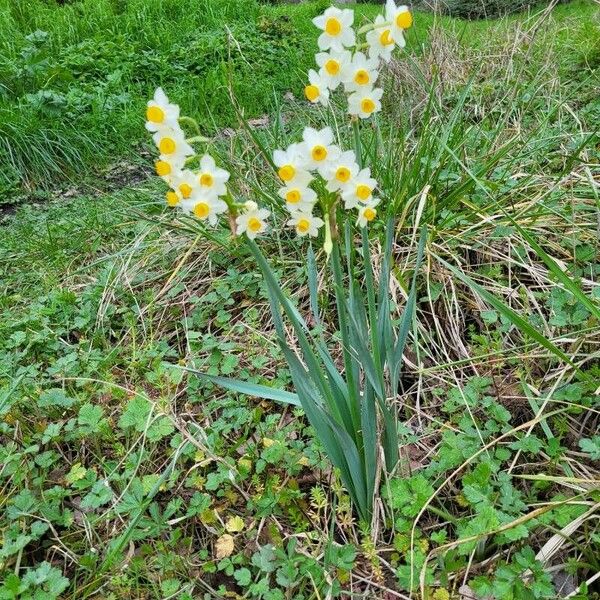 Narcissus tazetta 花