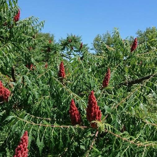 Rhus typhina অন্যান্য