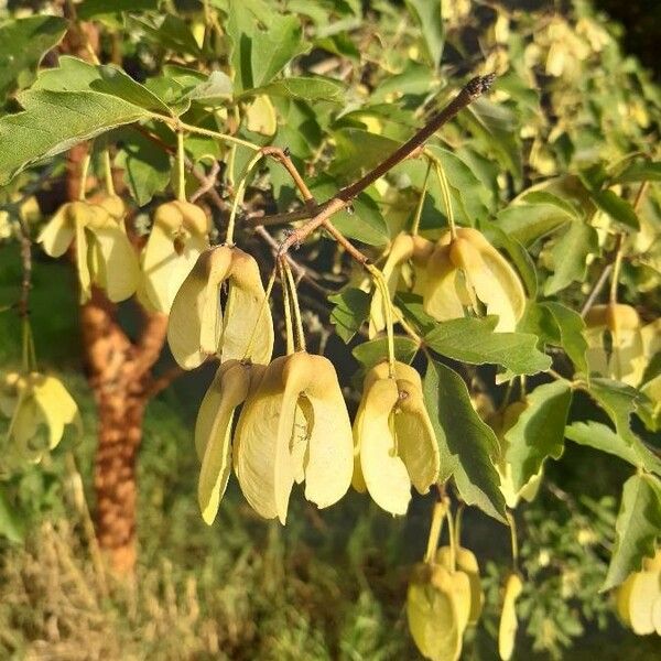 Acer griseum Φρούτο