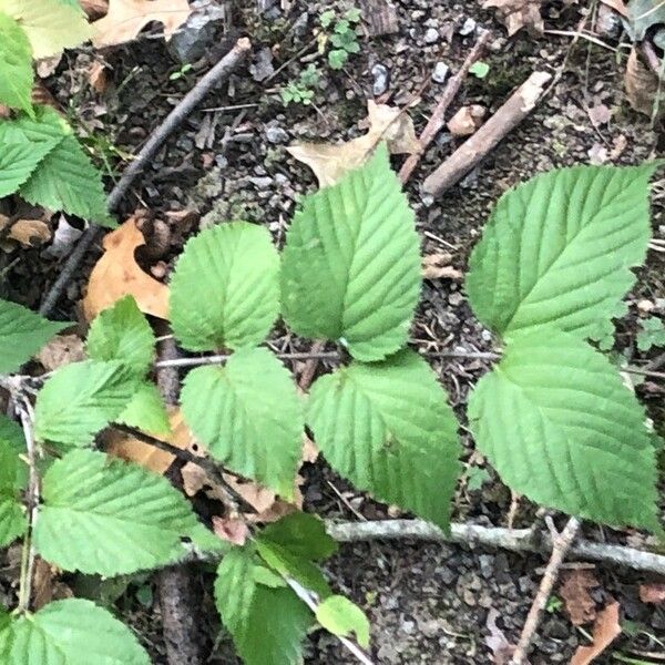 Rhodotypos scandens Leaf