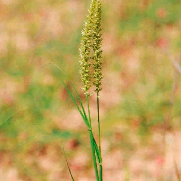 Cenchrus biflorus Flor