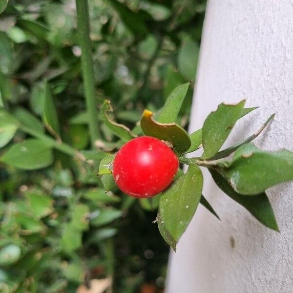 Ruscus aculeatus 果