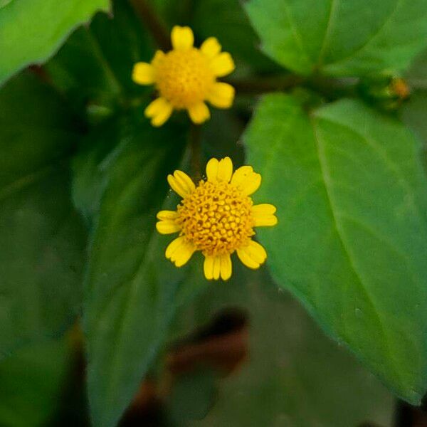 Acmella caulirhiza Flower