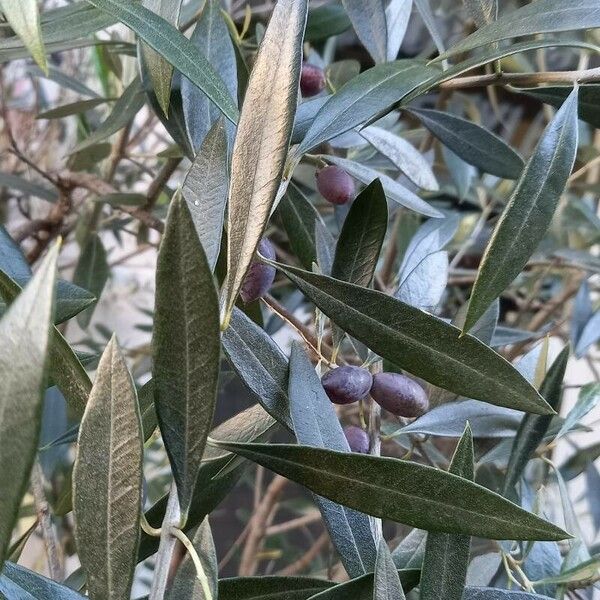 Olea europaea ᱥᱟᱠᱟᱢ