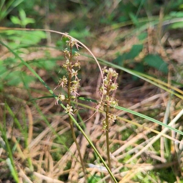 Neottia cordata Blüte