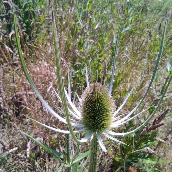 Dipsacus fullonum Flower