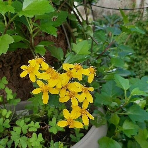 Senecio angulatus Kukka