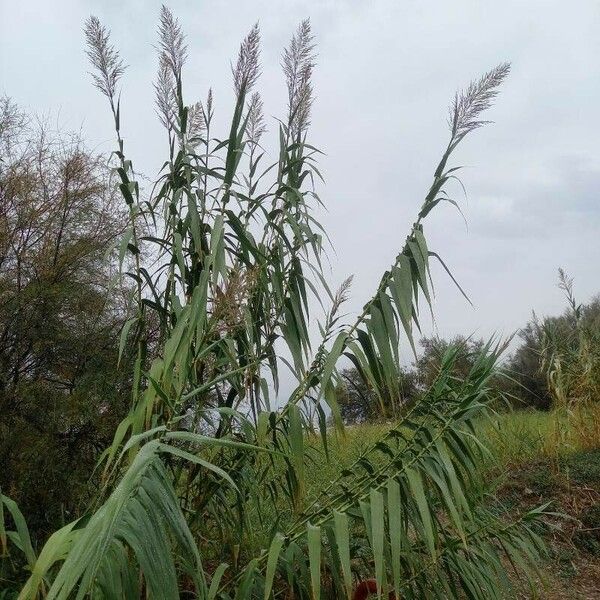 Arundo donax Elinympäristö