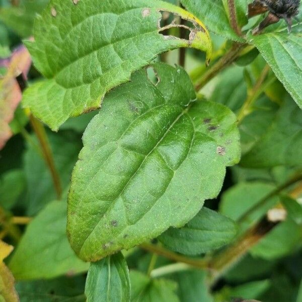 Rudbeckia hirta Leaf