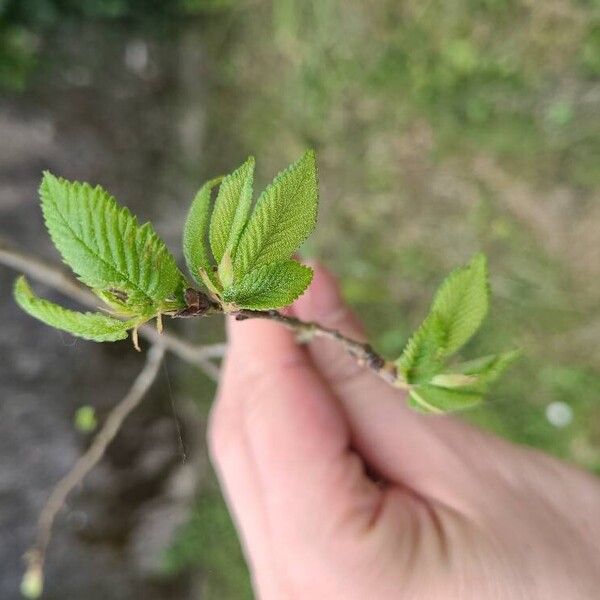 Ulmus glabra Лист