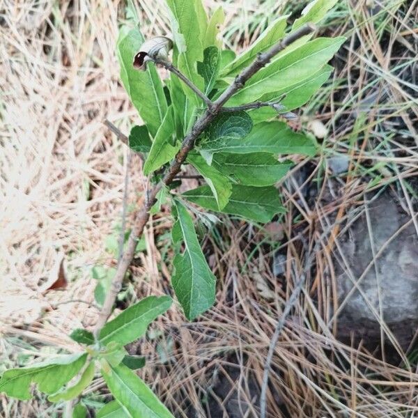 Annona squamosa Hoja