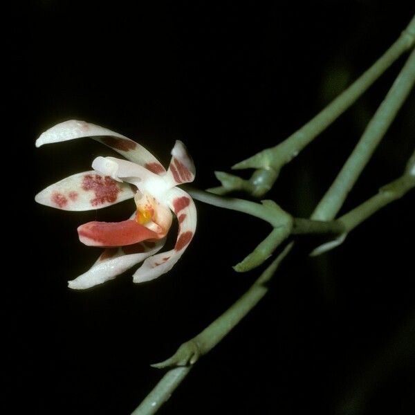 Phalaenopsis maculata Fiore