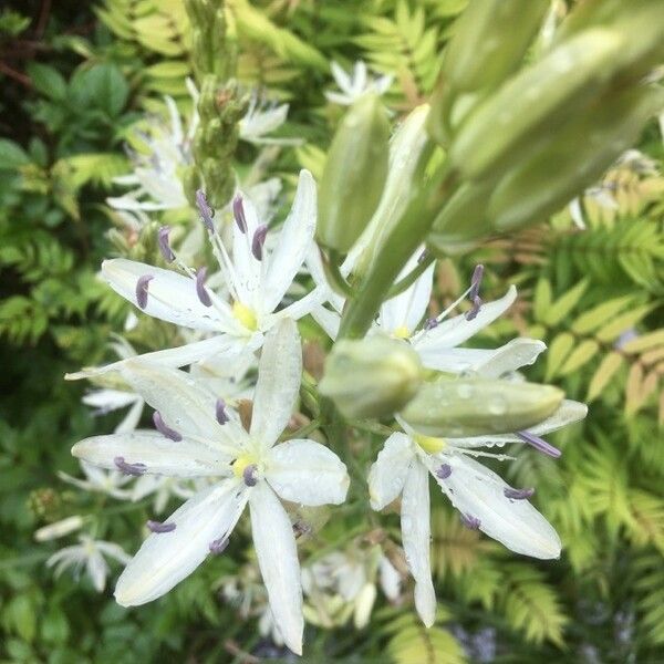 Camassia leichtlinii പുഷ്പം