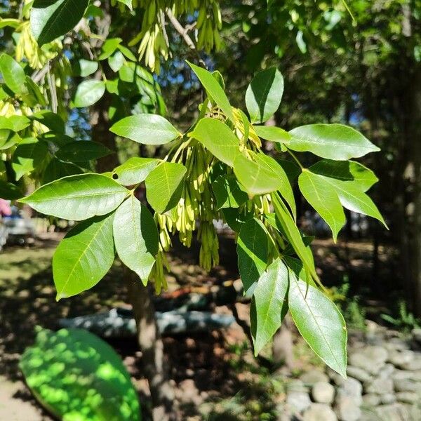 Fraxinus ornus Leaf