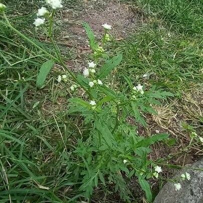 Parthenium hysterophorus Цвят