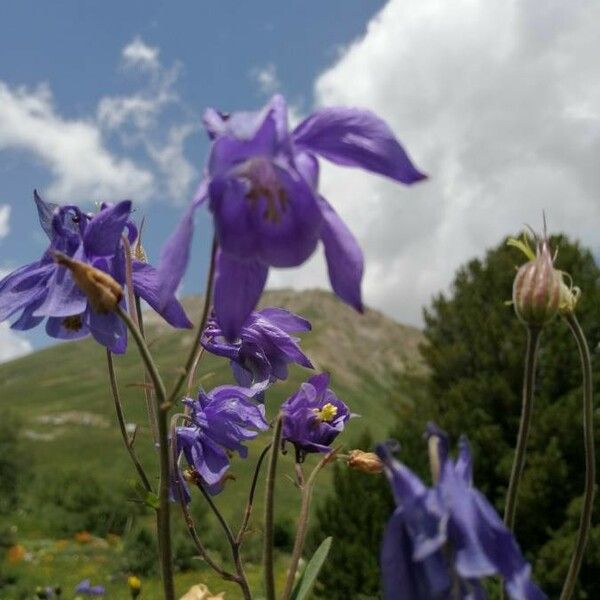 Aquilegia bertolonii Flower