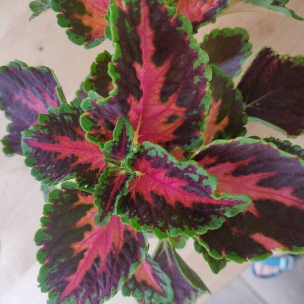 Coleus decurrens Leaf