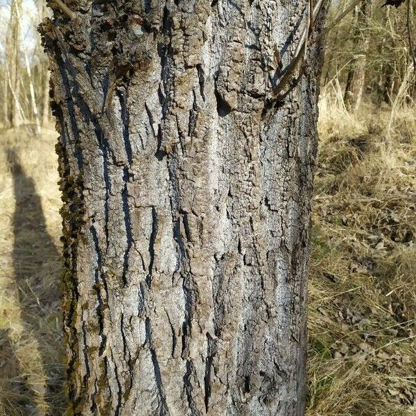 Populus nigra പുറംതൊലി