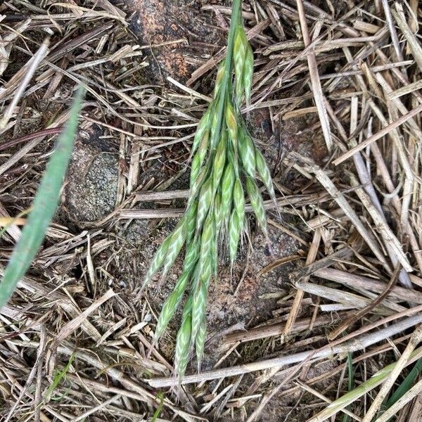 Bromus racemosus Fruit