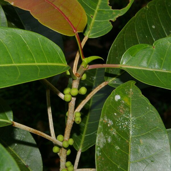 Ficus citrifolia Облик