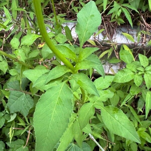 Bidens alba Lapas