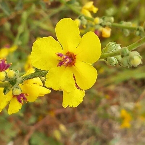 Verbascum sinuatum 花