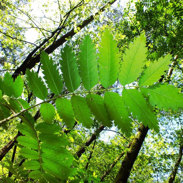 Sorbus aucuparia Листок