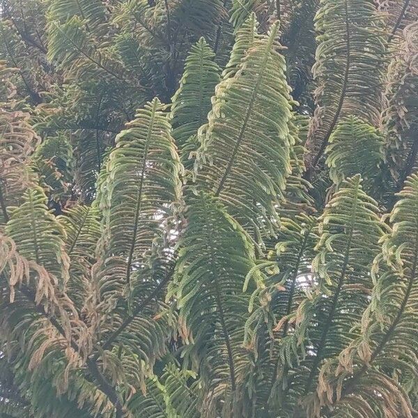 Araucaria columnaris Φύλλο