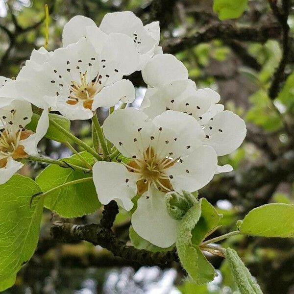 Pyrus communis Flor