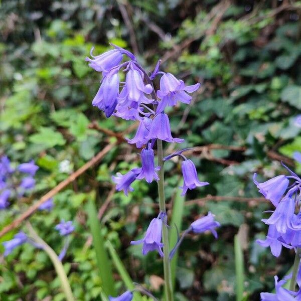 Hyacinthoides hispanica Flower