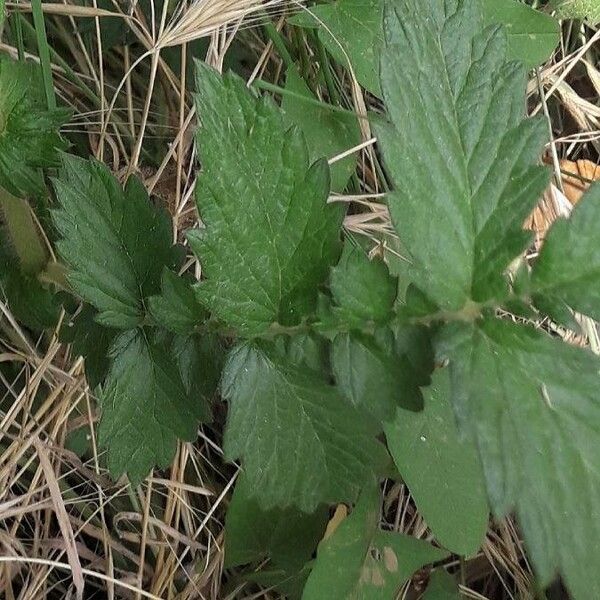 Agrimonia eupatoria Leaf