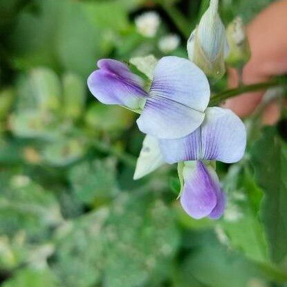 Crotalaria verrucosa Cvet