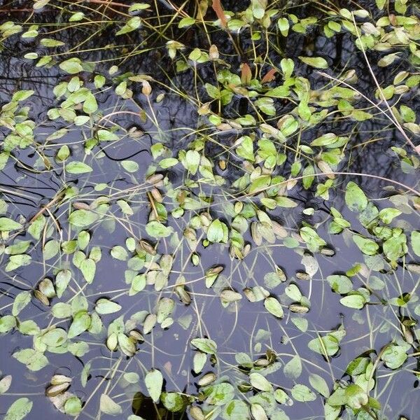 Potamogeton natans Leaf