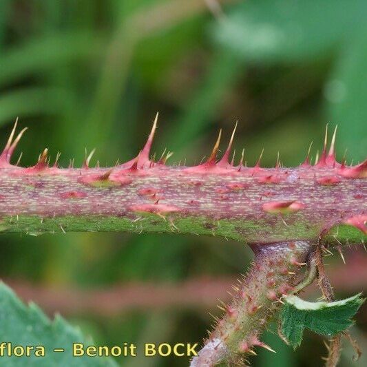 Rubus silvaticus Lubje