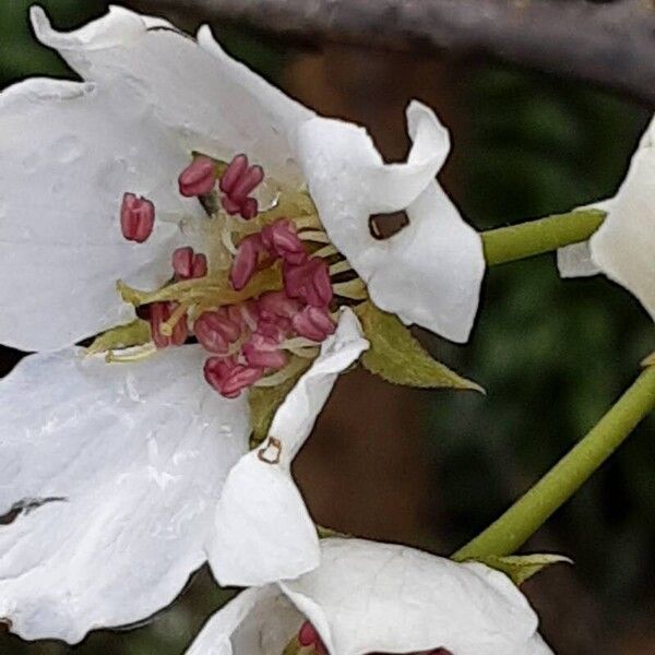 Pyrus calleryana Квітка