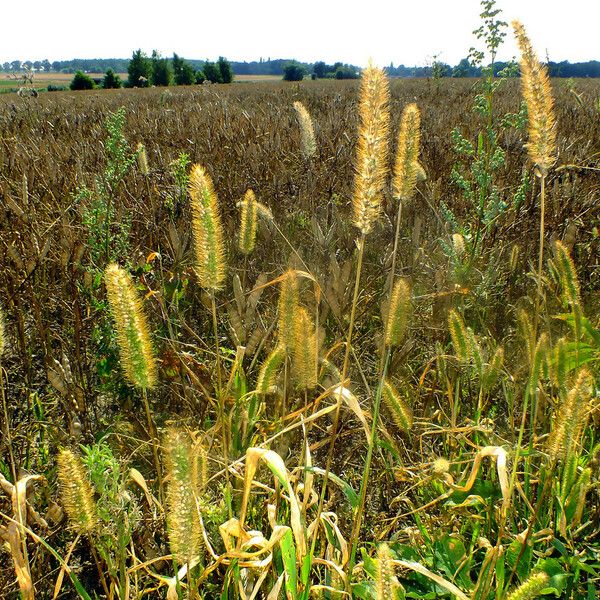 Setaria pumila 果實