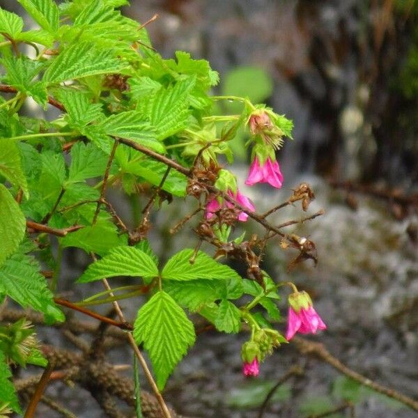 Rubus spectabilis Blomma