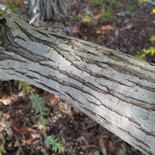 Acacia cultriformis പുറംതൊലി