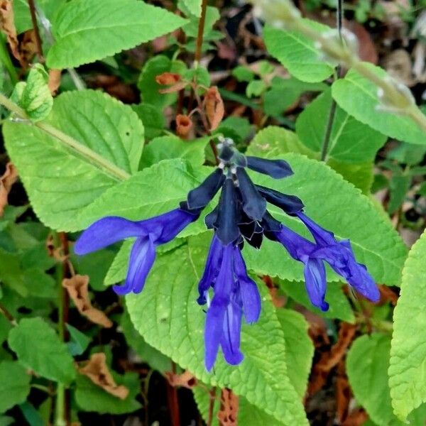 Salvia guaranitica 花