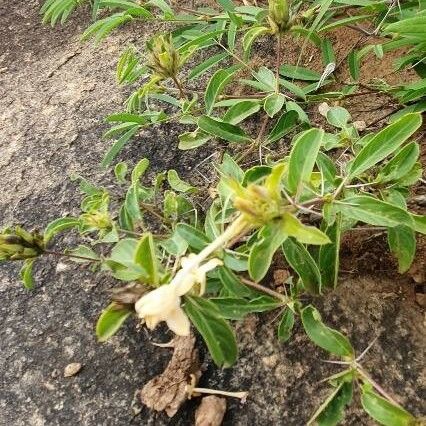 Barleria eranthemoides Frunză