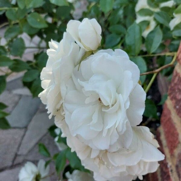 Rosa multiflora Bloem
