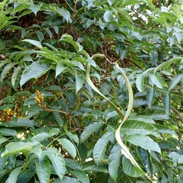 Tecoma stans Fruit