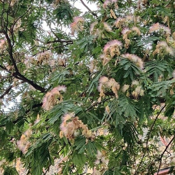 Albizia julibrissin Kvet