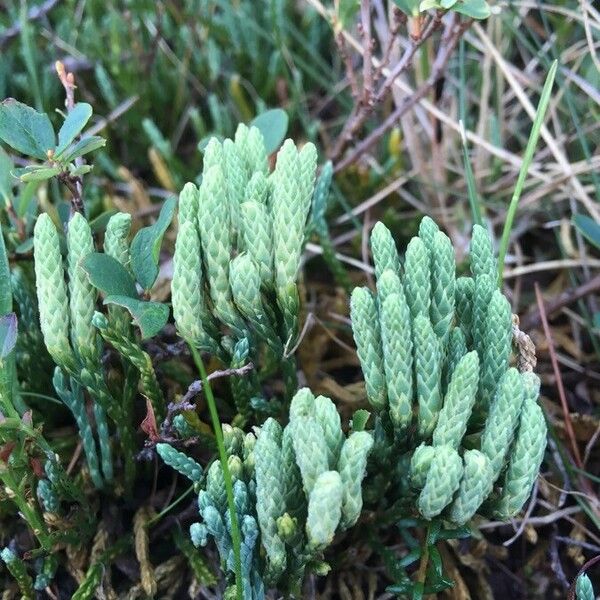 Lycopodium alpinum Fiore