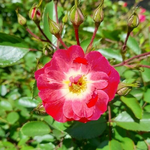 Rosa pendulina 花