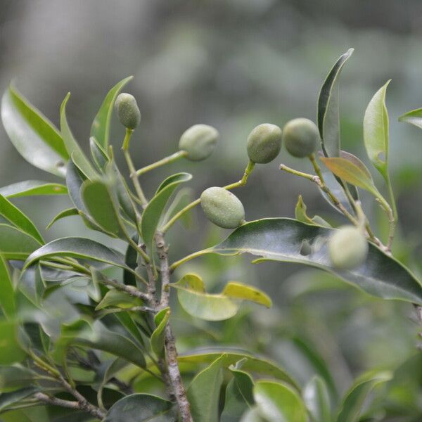 Chionanthus oblanceolatus Meyve