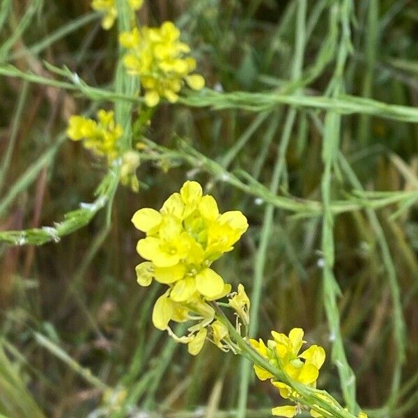 Rapistrum rugosum Квітка