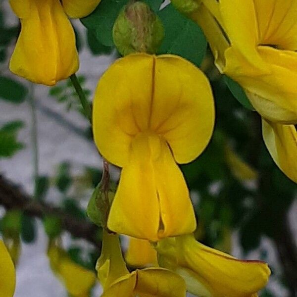 Hippocrepis emerus Flower