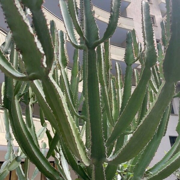 Euphorbia triangularis Blad